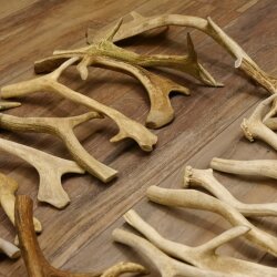 65 x Geweihteilen Hirschteile Stangen abgesägt Gewicht 5,1 kg Hirsch Konvolut