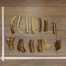 13 x Geweihteilen Hirschteile Gewicht 0,42 kg aufgesägt Hirsch Konvolut