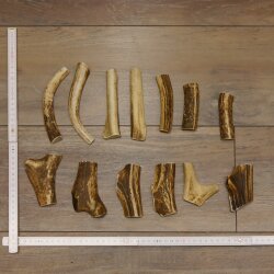 13 x Geweihteilen Hirschteile Gewicht 0,42 kg aufgesägt Hirsch Konvolut