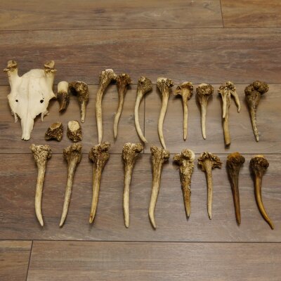 22 parti di corna di cervo Peso 1,3 kg Teschi di cervo Collettame