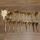 22 parti di corna di cervo Peso 1,3 kg Teschi di cervo...