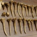 22 parti di corna di cervo Peso 1,3 kg Teschi di cervo Collettame