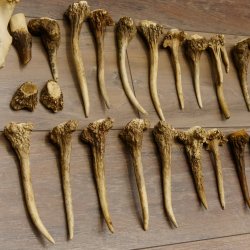 22 parti di corna di cervo Peso 1,3 kg Teschi di cervo Collettame