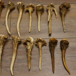 22 parti di corna di cervo Peso 1,3 kg Teschi di cervo Collettame