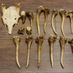22 parti di corna di cervo Peso 1,3 kg Teschi di cervo Collettame