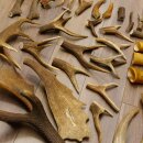 34 parti di corna di cervo per hobbisti Peso 6,8 kg Collana di corna di cervo