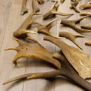 34 parti di corna di cervo per hobbisti Peso 6,8 kg Collana di corna di cervo