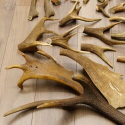 34 parti di corna di cervo per hobbisti Peso 6,8 kg Collana di corna di cervo