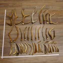 46 parti di corna di cervo per hobbisti Peso 4,9 kg Corna di punta Cervo Collettame