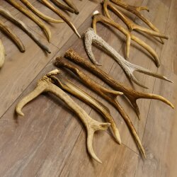 46 parti di corna di cervo per hobbisti Peso 4,9 kg Corna di punta Cervo Collettame