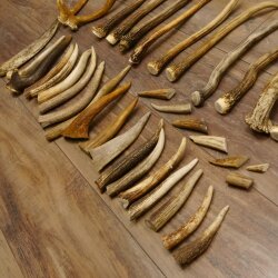 46 parti di corna di cervo per hobbisti Peso 4,9 kg Corna di punta Cervo Collettame