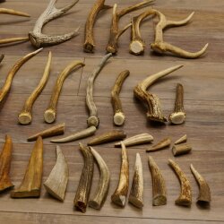 46 parti di corna di cervo per hobbisti Peso 4,9 kg Corna di punta Cervo Collettame