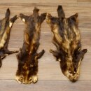 Iltisfell 5 Stück Iltisfelle Fell gebrauchte Tierfelle Konvolut
