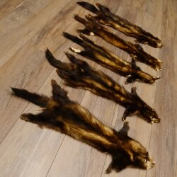 Iltisfell 5 Stück Iltisfelle Fell gebrauchte Tierfelle Konvolut