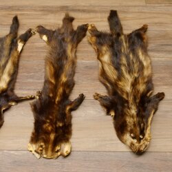Iltisfell 5 Stück Iltisfelle Fell gebrauchte Tierfelle Konvolut