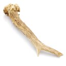 Reehoorn Lengte 14 cm Reehoorn Reehoorn Reehoorn Reehoorn 14.1.261
