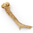 Reehoorn Lengte 14 cm Reehoorn Reehoorn Reehoorn Reehoorn 14.1.261