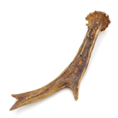 Corna di capriolo Lunghezza 17 cm Corna di capriolo Corna Corna di capriolo Corna 14.1.267