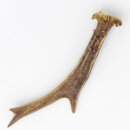 Corna di capriolo Lunghezza 17 cm Corna di capriolo Corna Corna di capriolo Corna 14.1.267
