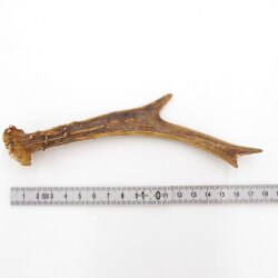 Corna di capriolo Lunghezza 17 cm Corna di capriolo Corna Corna di capriolo Corna 14.1.267