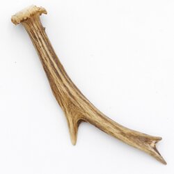 Corna di capriolo Lunghezza 17 cm Corna di capriolo Corna Corna di capriolo Corna 14.1.267