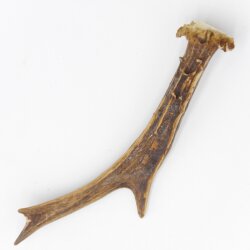 Corna di capriolo Lunghezza 17 cm Corna di capriolo Corna Corna di capriolo Corna 14.1.267