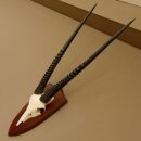Oryx (Oryx gazella) Hoornlengte 81,5 cm Antilope...