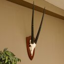 Oryx (Oryx gazella) Hoornlengte 81,5 cm Antilope...