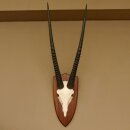 Oryx (Oryx gazella) Hornlänge 81,5 cm Antilope Spießbock Afrika Schädeltrophäe Schild 88.3.108