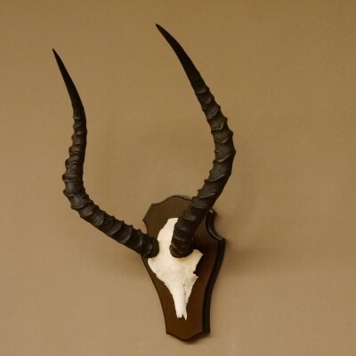 Impala antelope (Aepyceros) skull trophy Trophy Trophy shield HL 53.5 cm 88.4.65