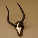 Impala antelope (Aepyceros) skull trophy Trophy Trophy shield HL 53.5 cm 88.4.65