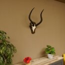 Impala antelope (Aepyceros) skull trophy Trophy Trophy shield HL 53.5 cm 88.4.65