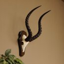 Impala antelope (Aepyceros) skull trophy Trophy Trophy shield HL 53.5 cm 88.4.65