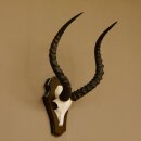 Impala antelope (Aepyceros) skull trophy Trophy Trophy shield HL 53.5 cm 88.4.65
