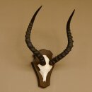 Impala antelope (Aepyceros) skull trophy Trophy Trophy shield HL 53.5 cm 88.4.65