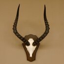 Impala antelope (Aepyceros) skull trophy Trophy Trophy shield HL 53.5 cm 88.4.65