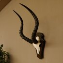 Impala antelope (Aepyceros) skull trophy Trophy Trophy shield HL 53.5 cm 88.4.65