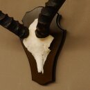 Impala antelope (Aepyceros) skull trophy Trophy Trophy shield HL 53.5 cm 88.4.65