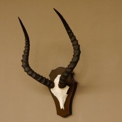Impala antelope (Aepyceros) skull trophy Trophy Trophy shield HL 53.5 cm 88.4.65