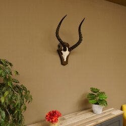 Impala antelope (Aepyceros) skull trophy Trophy Trophy shield HL 53.5 cm 88.4.65