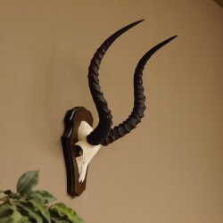 Impala antelope (Aepyceros) skull trophy Trophy Trophy shield HL 53.5 cm 88.4.65