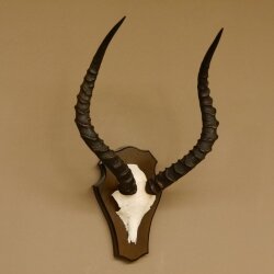Impala antelope (Aepyceros) skull trophy Trophy Trophy shield HL 53.5 cm 88.4.65
