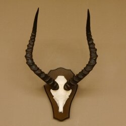 Impala antelope (Aepyceros) skull trophy Trophy Trophy shield HL 53.5 cm 88.4.65