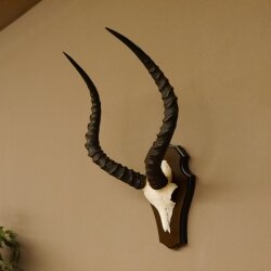 Impala antelope (Aepyceros) skull trophy Trophy Trophy shield HL 53.5 cm 88.4.65
