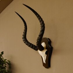 Impala antelope (Aepyceros) skull trophy Trophy Trophy shield HL 53.5 cm 88.4.65