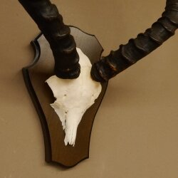 Impala antelope (Aepyceros) skull trophy Trophy Trophy shield HL 53.5 cm 88.4.65