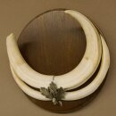 Warthog weapons tusks max. 24 cm boar weapons Africa trophy shield 88.15.66