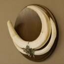 Warthog weapons tusks max. 24 cm boar weapons Africa trophy shield 88.15.66