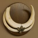 Warthog weapons tusks max. 24 cm boar weapons Africa trophy shield 88.15.66