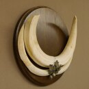 Warthog weapons tusks max. 24 cm boar weapons Africa trophy shield 88.15.66